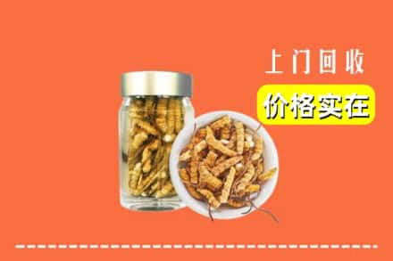 姑苏区回收散虫草